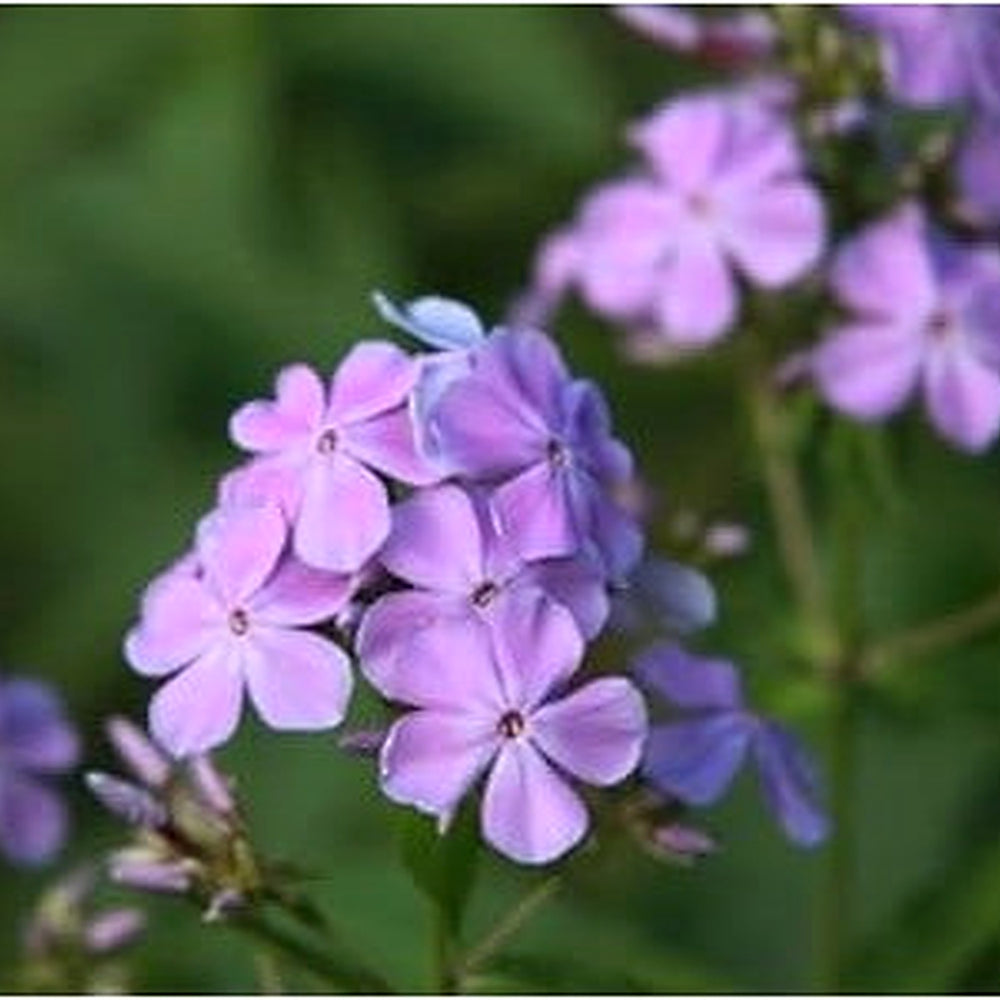 Heirloom Purple Nezabudka Flower Seeds for Planting | Non-GMO Organic Garden Seeds | Charming Blooms, High Germination [neera-v5-33ff18df38ea878eb5eb]