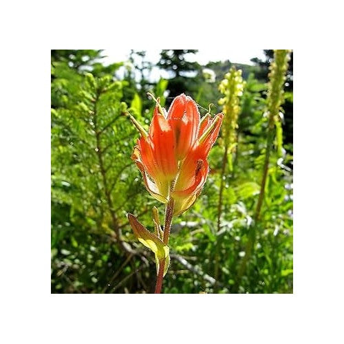 Orange Castilleja Flower Seeds for Planting [neera-v5-33ff6780e6e455565ec5]