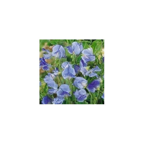 Heirloom Sweet Pea Flower Seeds [neera-v5-340d2bfbec209fa6d8c1]