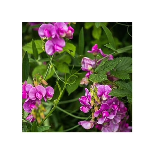 Sweet Peas Flower For Planting Hierloom Flower Flower Seeds for Home Garden Planting, Colorful [neera-v5-340de329a626a47619ec]