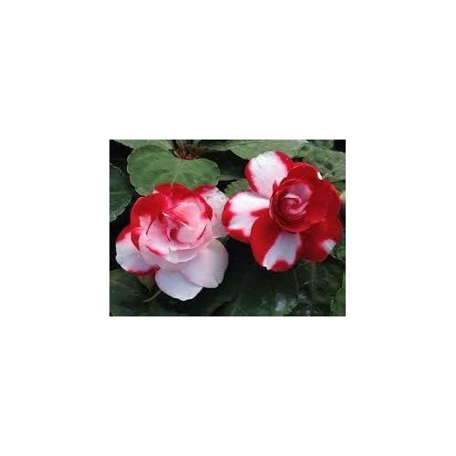 Camellia Impatiens Flower Seeds for Planting [neera-v5-341c8f91f3fd3434aec7]