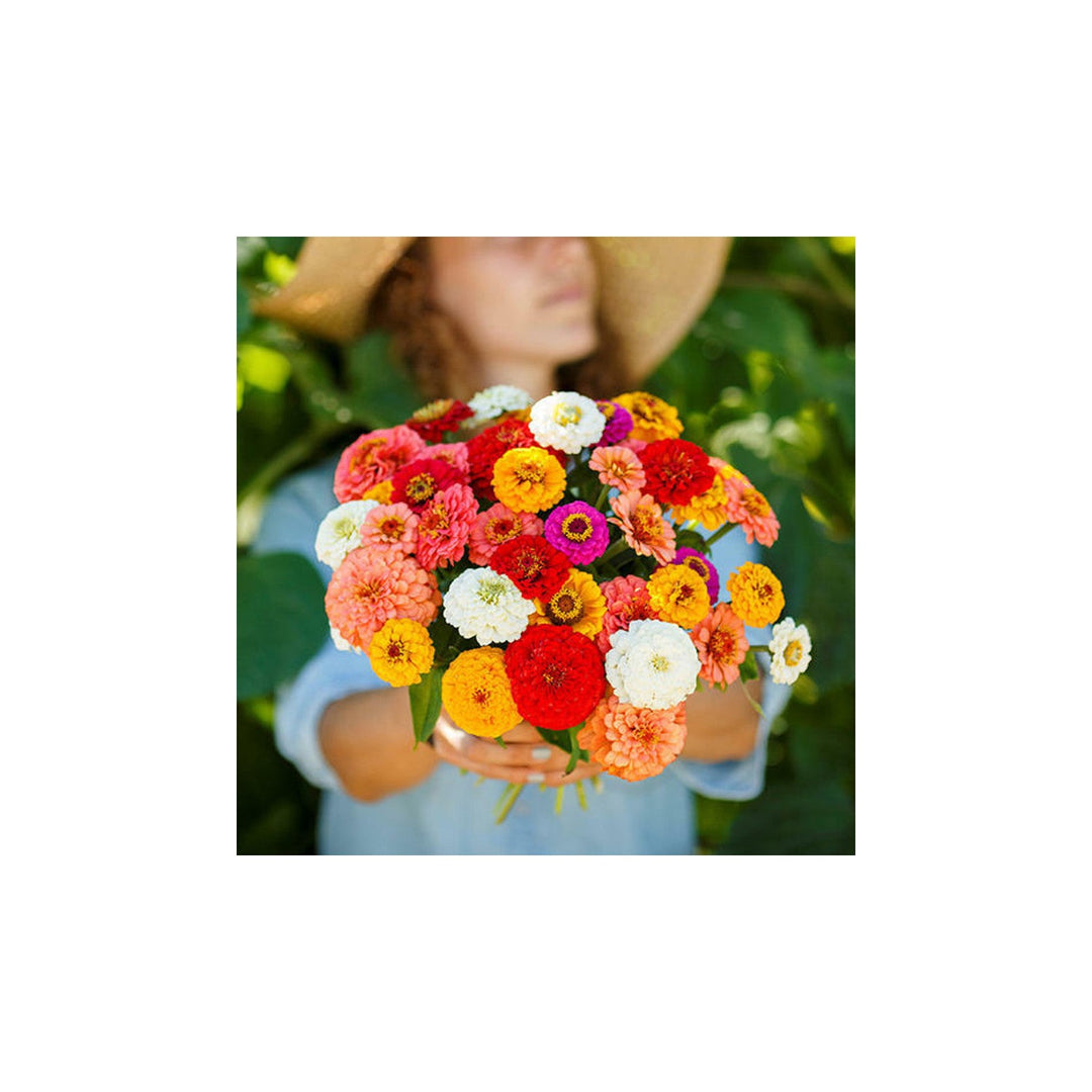 Zinnia Zinnia Elegans Pumila Mix Flower For Planting In Home Garden Beds Or Planters Flower Seeds [neera-v5-3421a3a0a8f71ea10a54]
