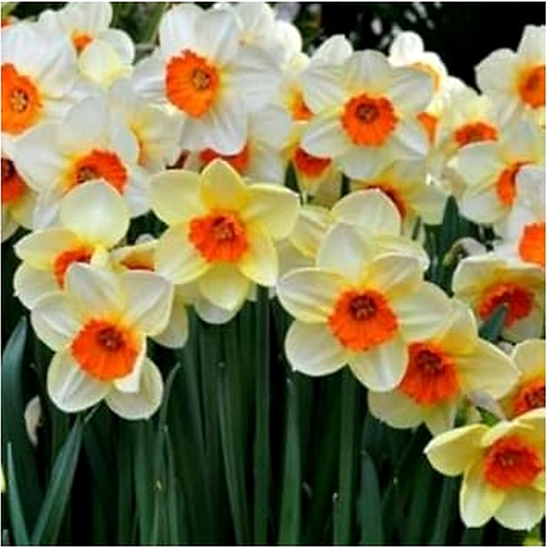 Orange White Daffodil Flower Seeds for Planting [neera-v5-342234d15fe3bc600d6a]