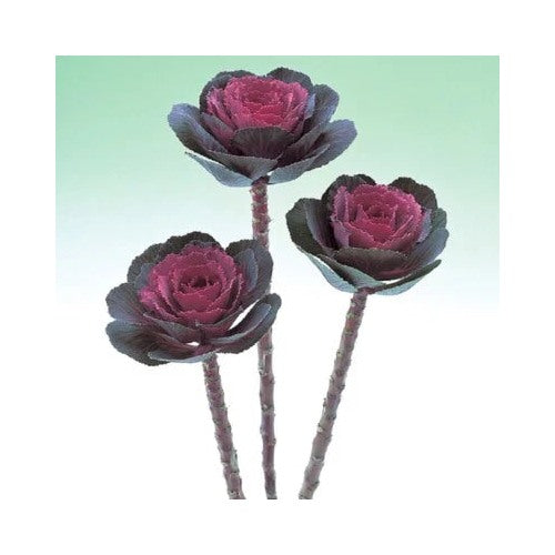 Flowering Kale Planting Flowering Kale Crane Rose Ornamental Kale Planting Heirloom Non Gmo [neera-v5-3423976b2ee6fa4afe41]