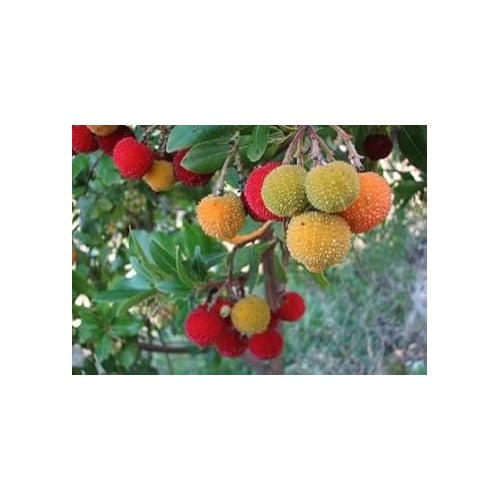 Heirloom Mixed Arbutus unedo Strawberry Tree Seeds for Planting [neera-v5-342b9f042a3f357abe4b]