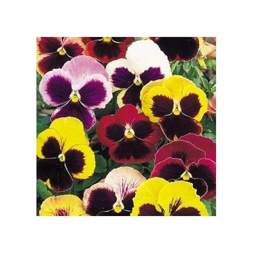 Mixed Pansy Swiss Flower Planting Seeds for Garden [neera-v5-342f8766a5e2f940aa53]