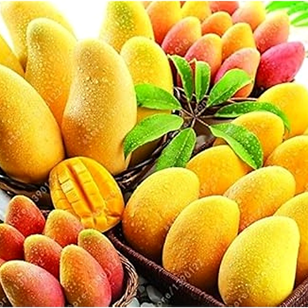 Yellow Mango Tree Seeds for Planting [neera-v5-34448a5a795bafa264b2]