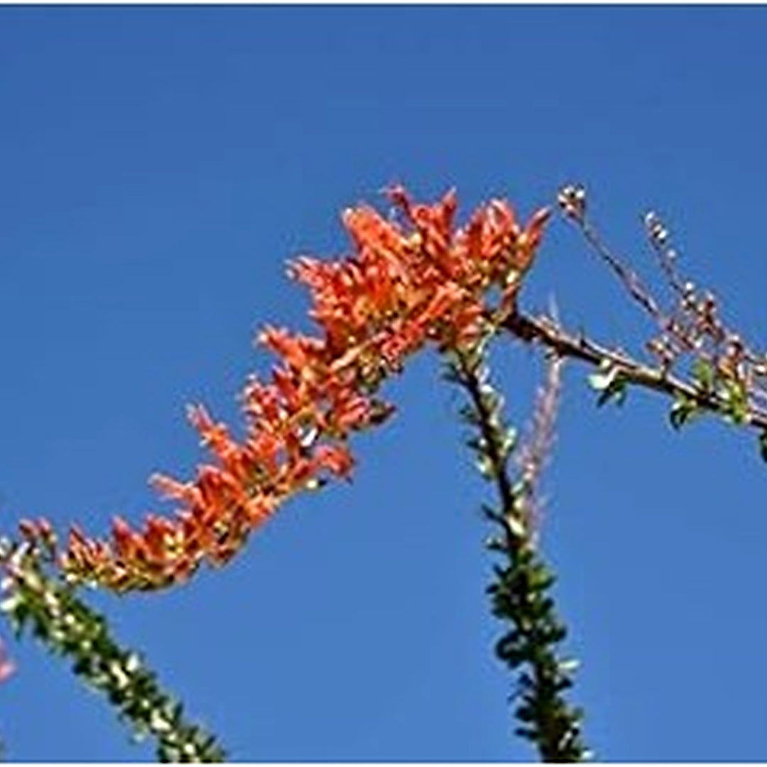 Ocotillo Fouquieria Splendens Plant Seeds for Planting [neera-v5-344828c8649d9b9e8dec]