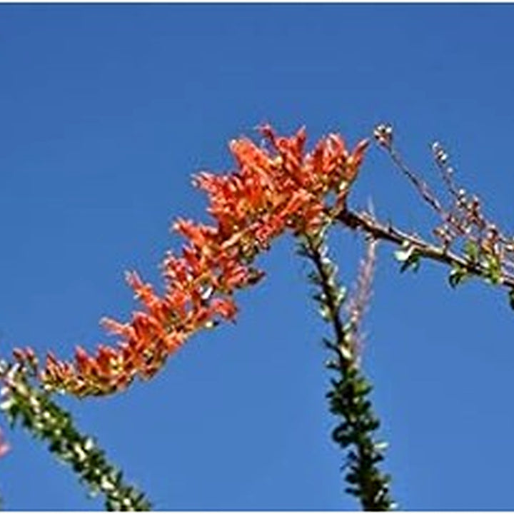 Ocotillo Fouquieria Splendens Plant Seeds for Planting [neera-v5-344828c8649d9b9e8dec]