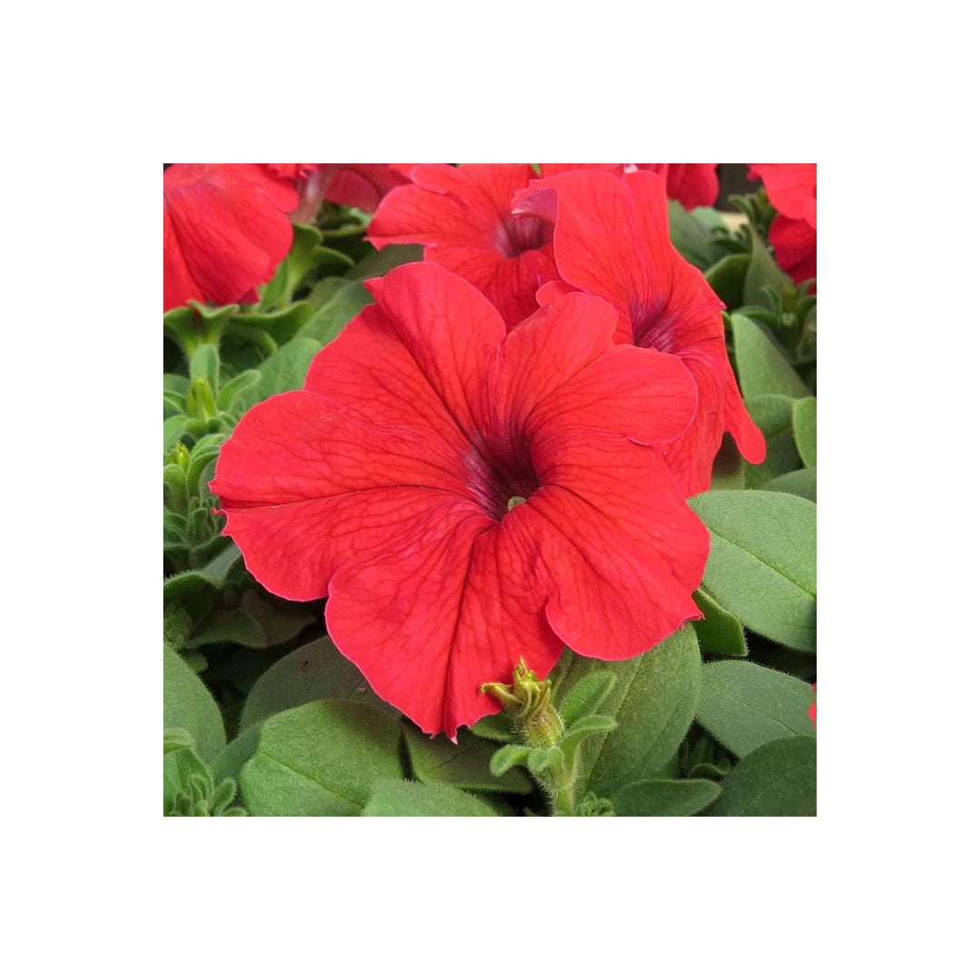 Petunia Tree Petunia Hybrida Flower For Planting In Vertical Garden Outdoor Planters Flower [neera-v5-3452a8f287f8e173c63d]