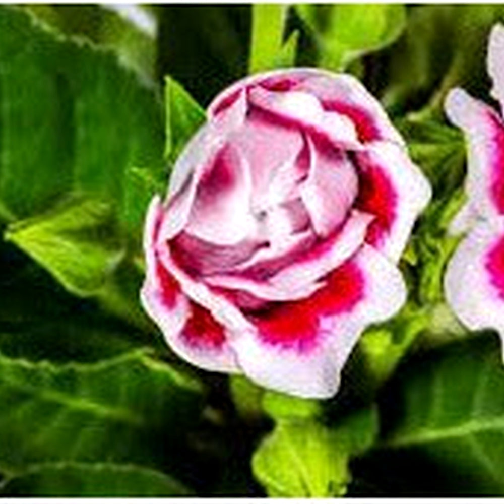 Pink White Gloxinia Flower Planting Seeds for Garden [neera-v5-3469e874ccf8aadb76d2]