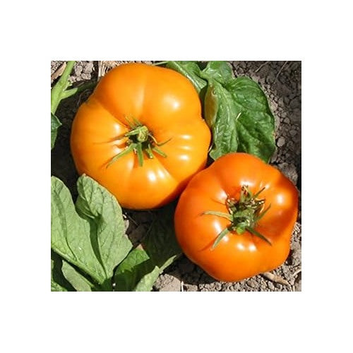 Yellow Tomato Seeds for Planting [neera-v5-347b5c36712a1a38a232]
