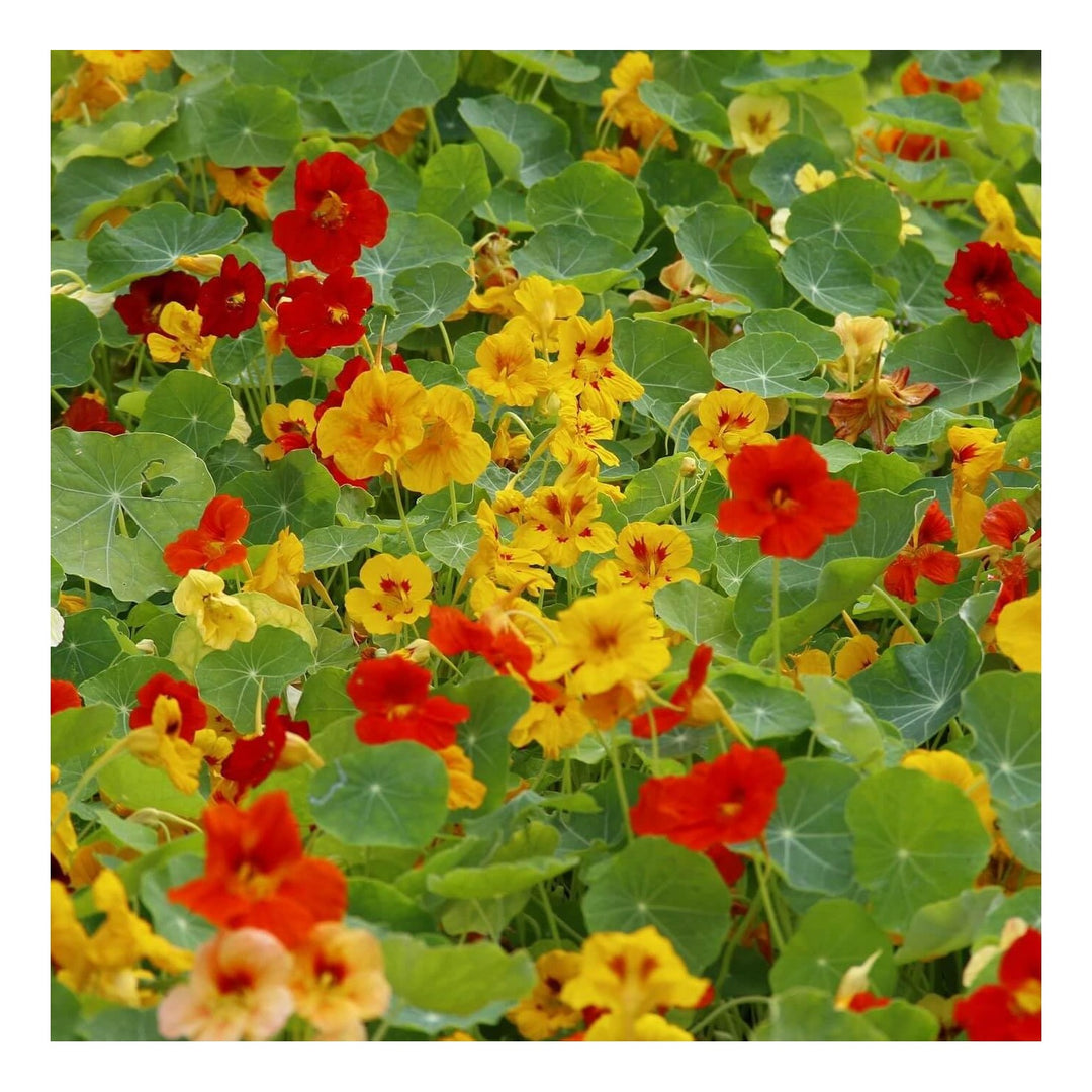 Capuchina Flower For Planting Organic Heirloom Non Gmo Nasturtium Flower Seeds for Home Garden [neera-v5-347d7d5e7e2366501b42]
