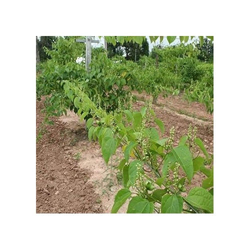 Sacha Inchi (Mountain Peanut) Plant Seeds for Planting [neera-v5-348398231a12825ced53]