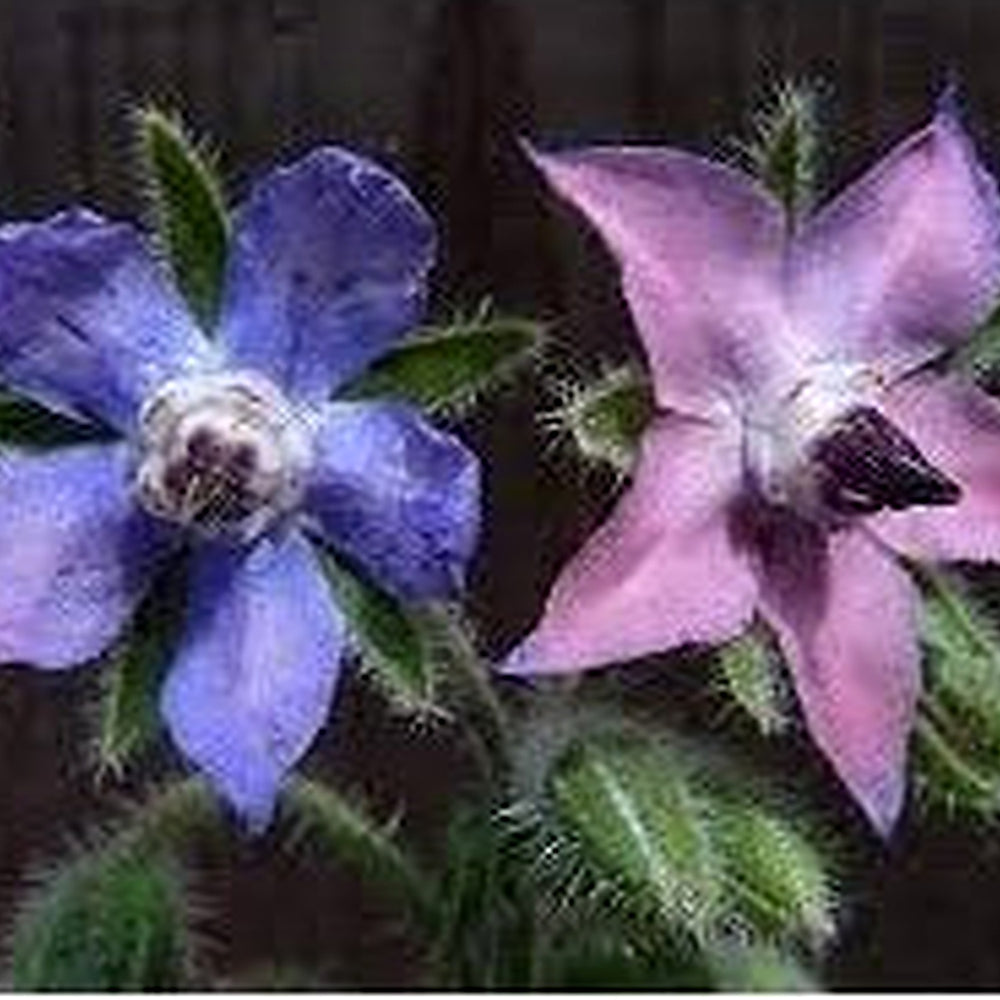 Borago Flower Seeds Mixed for Planting [neera-v5-348732b7159deaeedd07]
