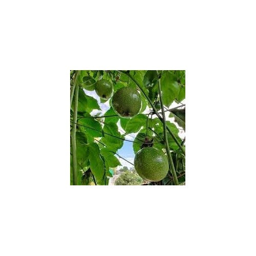 Passion Fruit Seeds [neera-v5-348bf8eee1aaa73495c8]