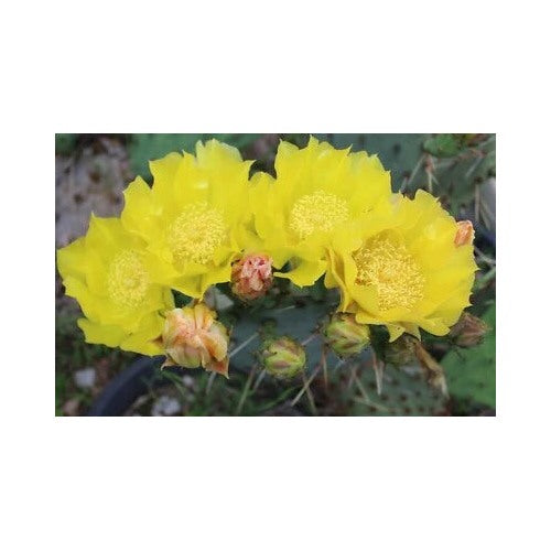 Yellow Prickly Pear Opuntia Cactus Cold Hardy Large Ruffled Neon Flowers Heirloom Non Gmo Fragrant [neera-v5-349667d637b47b033433]