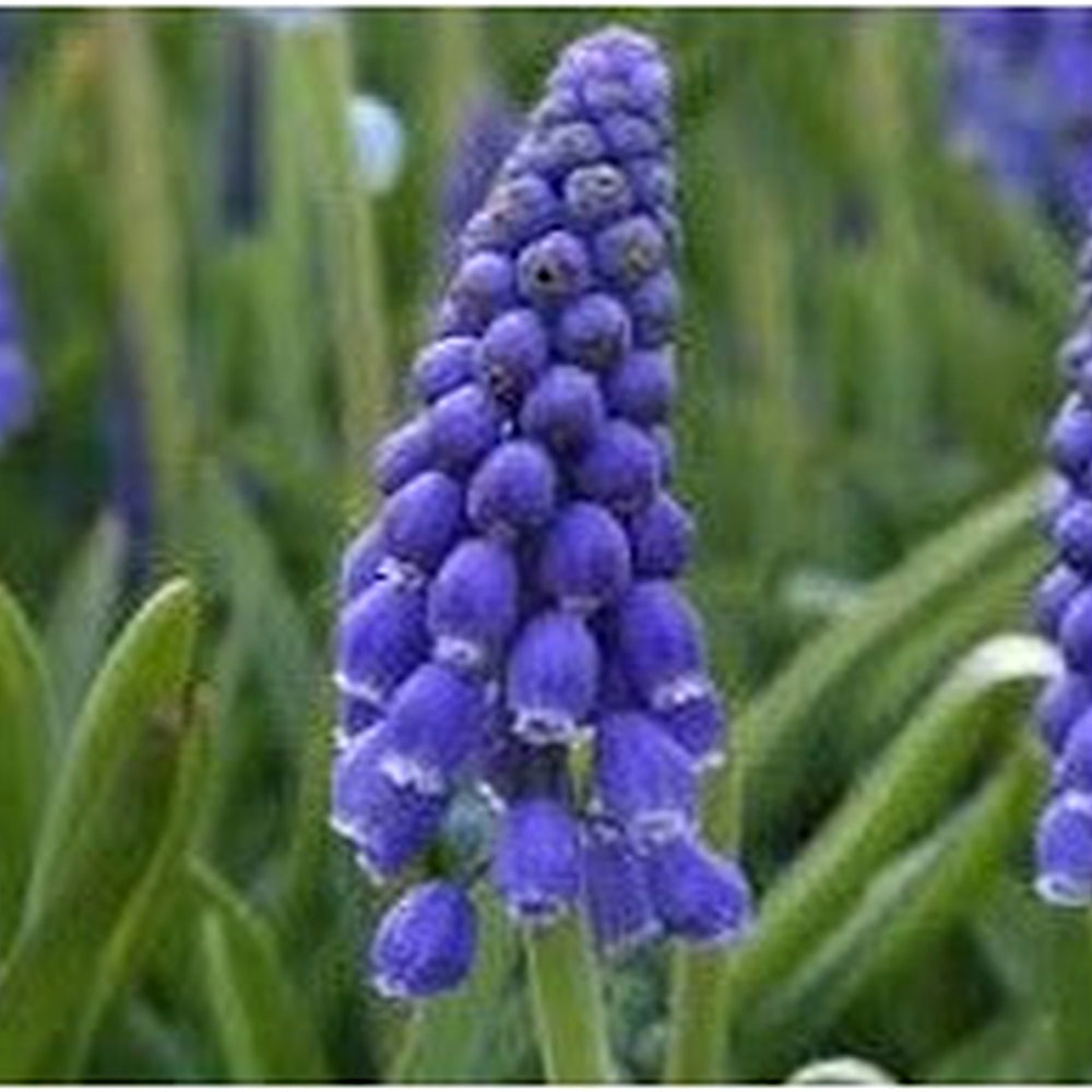 Muscari Armeniacum Bulbs [neera-v5-3499745fa615bf84cf53]