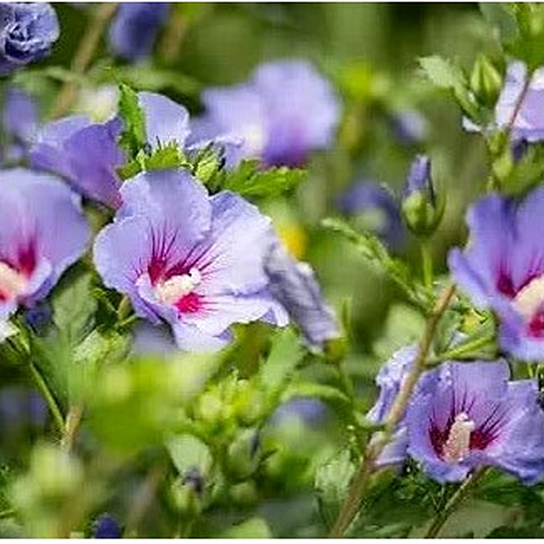 Purple Hibiscus Flower Easy Grow Plant Flower Seeds for Home Garden Planting, Landscape Organic [neera-v5-34b08048c3230d7e2d42]