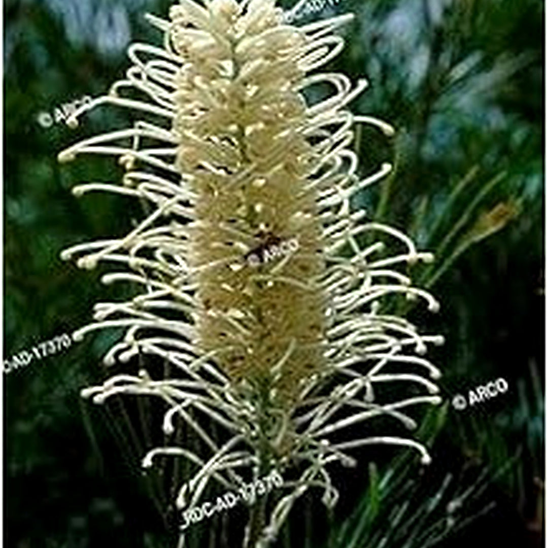 White Grevillea Robusta Flower Seeds for Planting [neera-v5-34b1bda8e668a4b705cc]