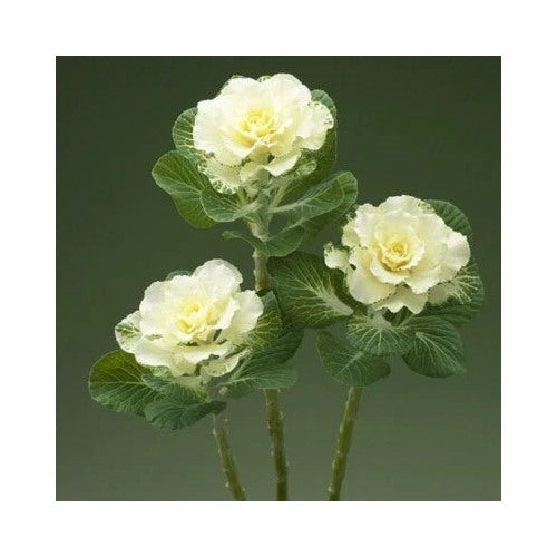 White Flowering Kale Planting Flowering Kale Flare Ornamental Kale Planting Heirloom Non [neera-v5-34b8f2ad2e8f1e976343]
