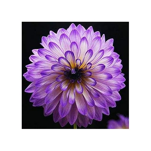 Heirloom Lavender Bi-Color Dahlia Flower Seeds [neera-v5-34b9aba6ecf80463ec35]