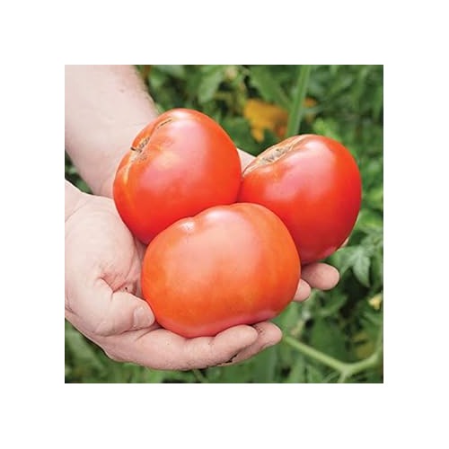 Red Tomato Seeds for Planting [neera-v5-34b9f19e9b0c3072f4fd]
