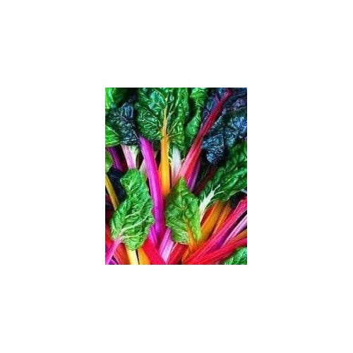 Heirloom Non-GMO Mixed Swiss Chard Seeds for Planting [neera-v5-34ba0cb941c439fefbff]