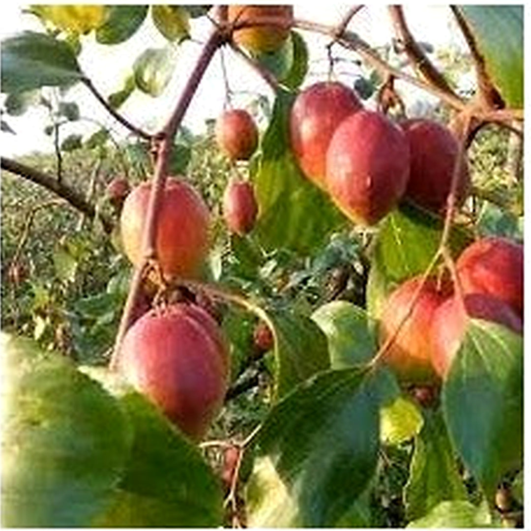 Heirloom Mauritiana Fruit Seeds for Planting [neera-v5-34c0d0fa2d4293d6bbb6]