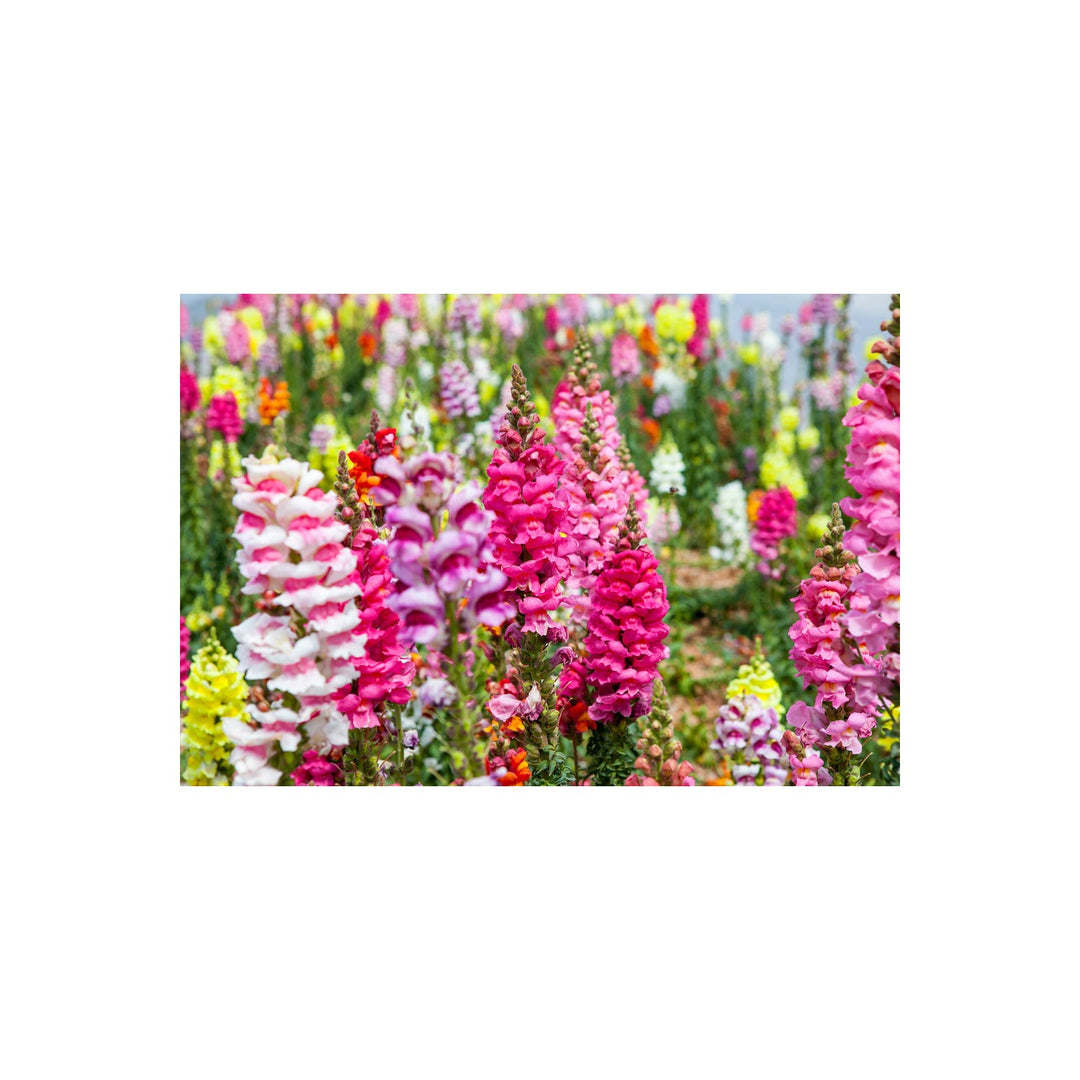 Heirloom Antirrhinum Flower Non Gmo Snapdragon Blooms Garden Borders Flower Seeds Home [neera-v5-34c72577c160f45da583]