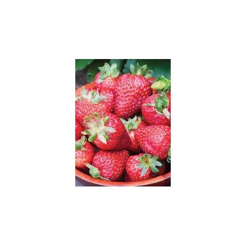 Strawberry Seascape Fruit Seeds for Planting [neera-v5-34cf98e8c8945ed7f18a]