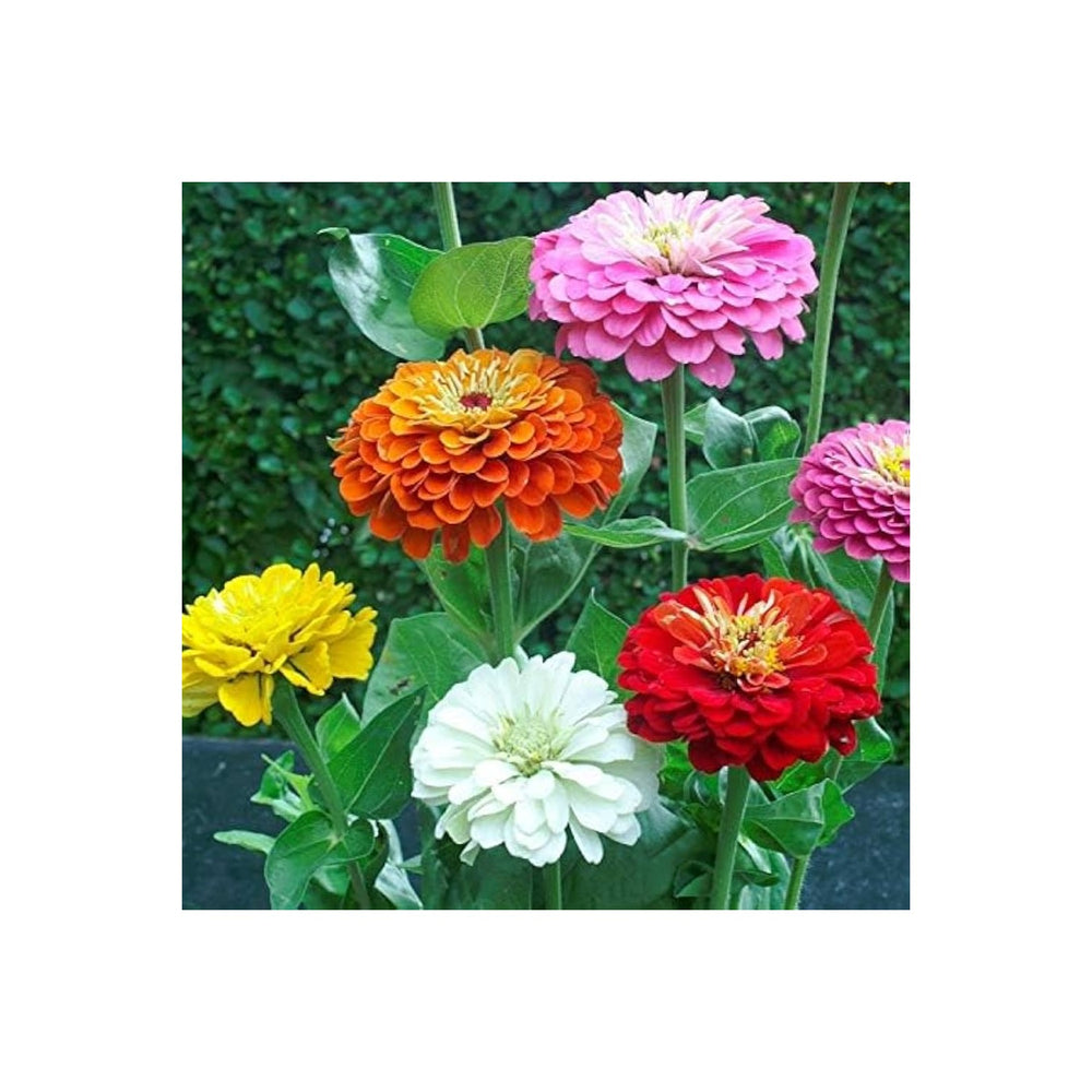 Mixed Zinnia Flower Planting Vibrant Colors Garden Blooms Non Gmo Heirloom Flower Seeds [neera-v5-34d07e8c080df83f16d5]