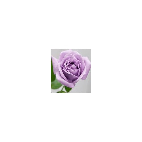 Lavender Rose Flower Seeds for Planting [neera-v5-34d40540fa85df83b7ca]