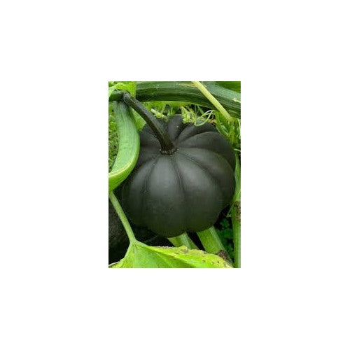 Black Pumpkin Vegetable Seeds for Planting [neera-v5-34d611a0d35c64f559cc]