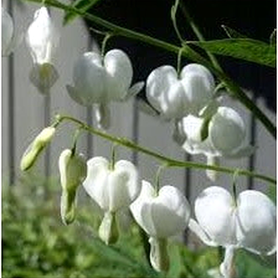 Heirloom Non-GMO White Bleeding Heart Flower Seeds for Planting [neera-v5-34dcdd5ceb845d625c53]