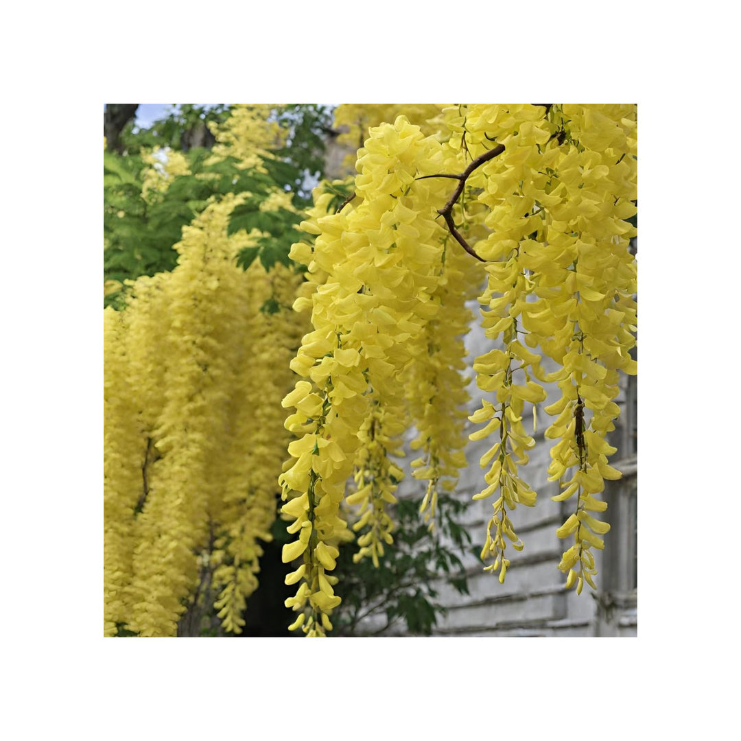 Yellow Light Crape Myrtle Tree For Planting Flower Seeds for Home Garden Planting, Vibrant Organic [neera-v5-34dd613bed8179377c45]