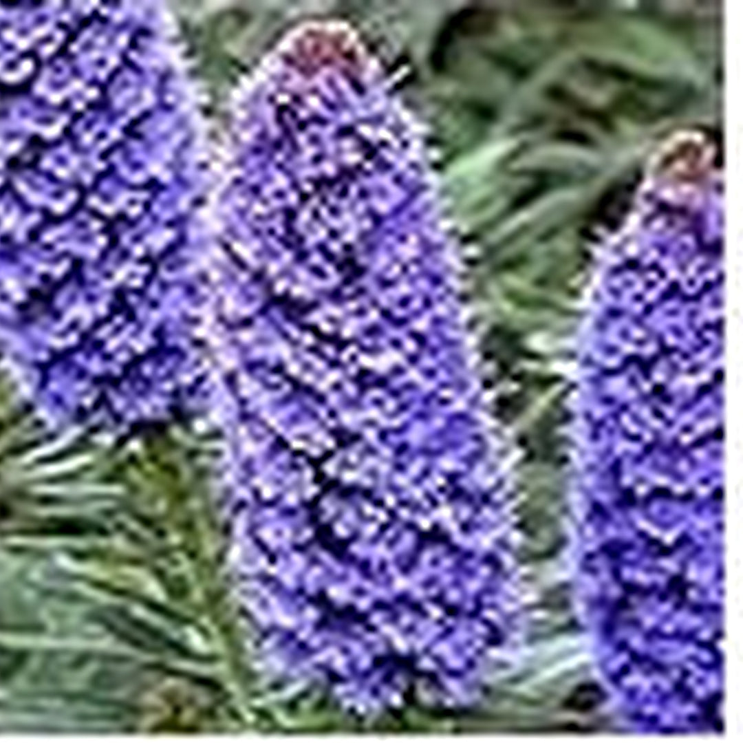 Purple Echium Fastuosum Candicans Adder Plant Flowers Flower Seeds for Home Garden Planting, [neera-v5-34df0b7c503c847c9a51]