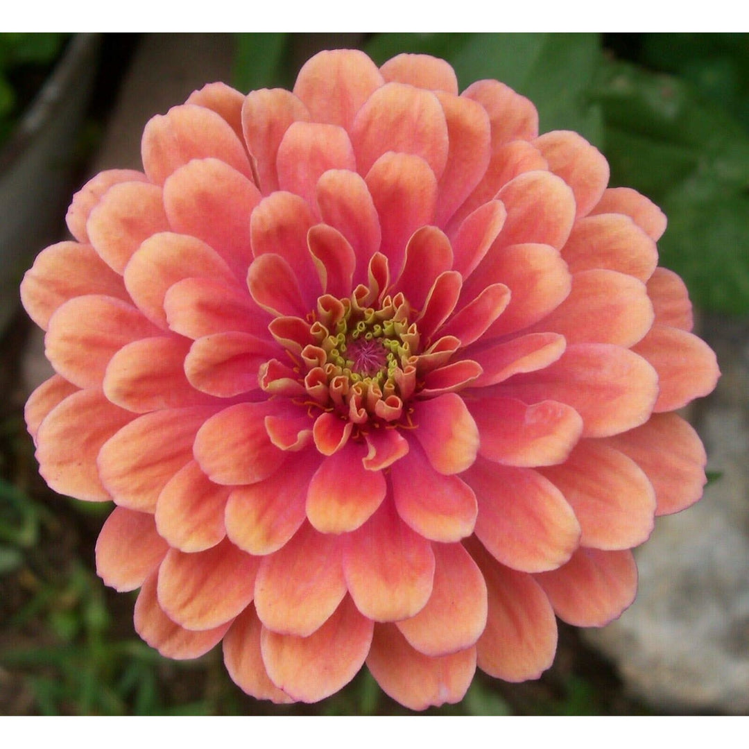 Zinnia Salmon Queen Flower For Planting Bright Blooms Non Gmo Heirloom Flower Seeds for Home Garden [neera-v5-34e1e3b101d2adfcaf08]