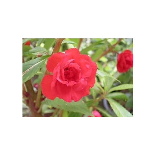 Heirloom Peach Balsam Camellia Flower Seeds [neera-v5-34fffdde54fe60cc99f6]