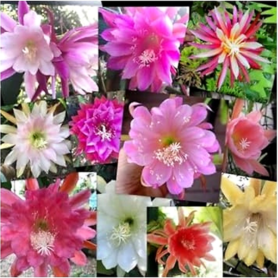 Heirloom Multi-Colored Epiphyllum Oxypetalum Flower Seeds for Planting [neera-v5-3504bc6a7fc0b2a24526]