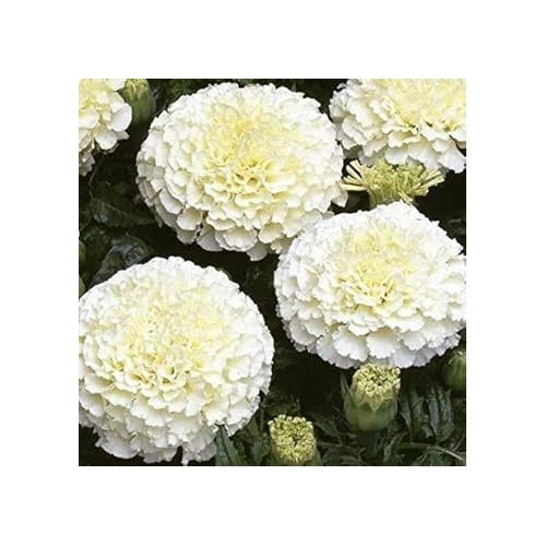 White Marigold Heirloom Non-GMO Flower Seeds for Planting [neera-v5-35097b3f06f9790300a6]