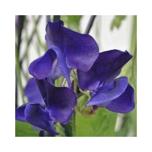 Blue Royal Navy Sweet Pea Planting Bluepurple Flowers Heirloom Non Gmo Fragrant Climbing Annual [neera-v5-3514050c9e0b070649a0]