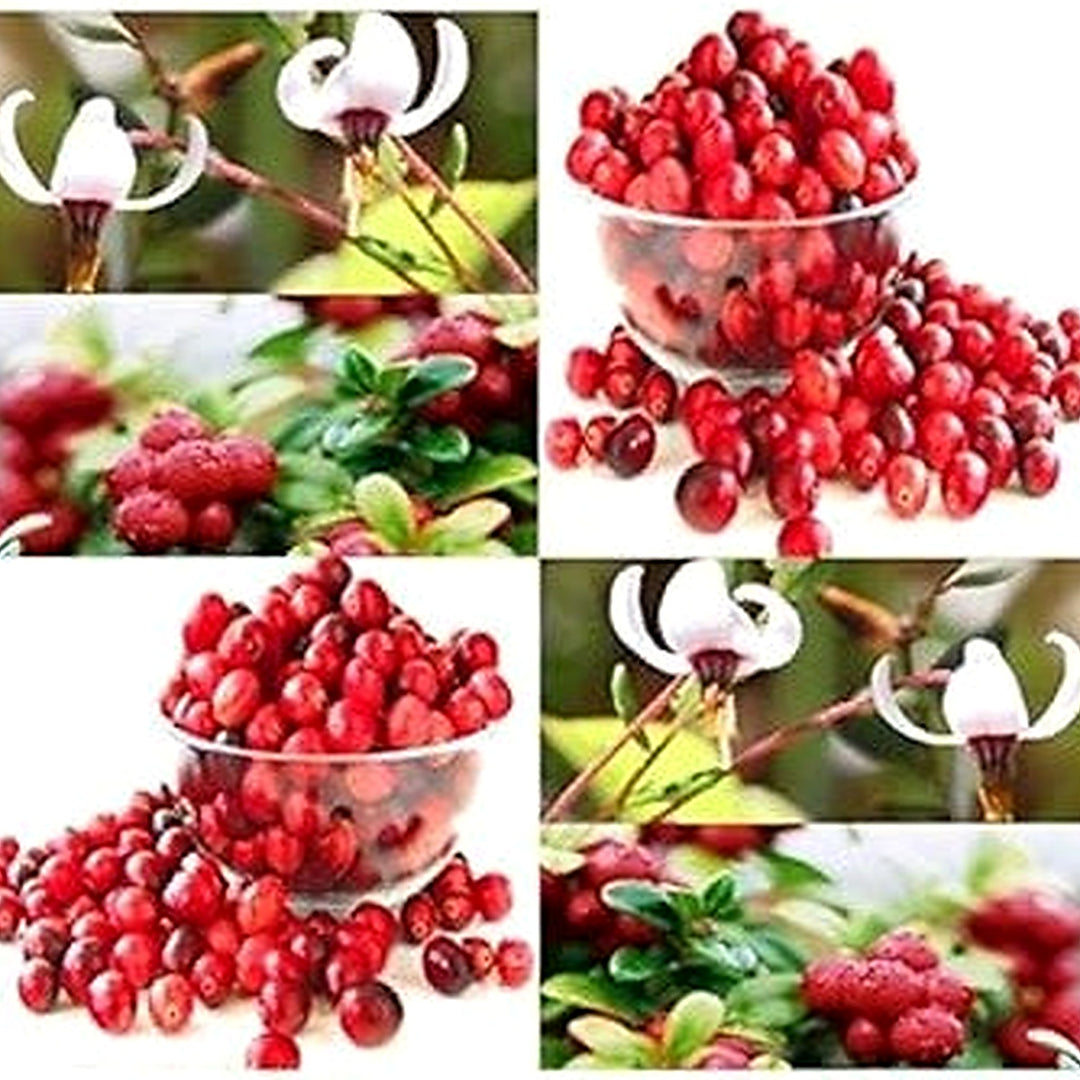 Red Vaccinium Macrocarpon Fruit Seeds for Planting [neera-v5-3532015e438acdf93788]