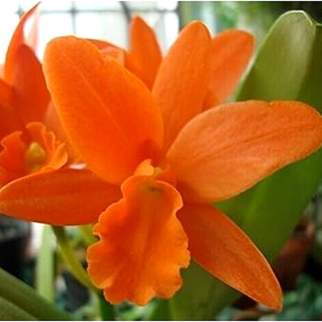 Heirloom Non-GMO Orange Cattleya Hybrida Flower Seeds [neera-v5-3537c92b2d22d5730cf2]