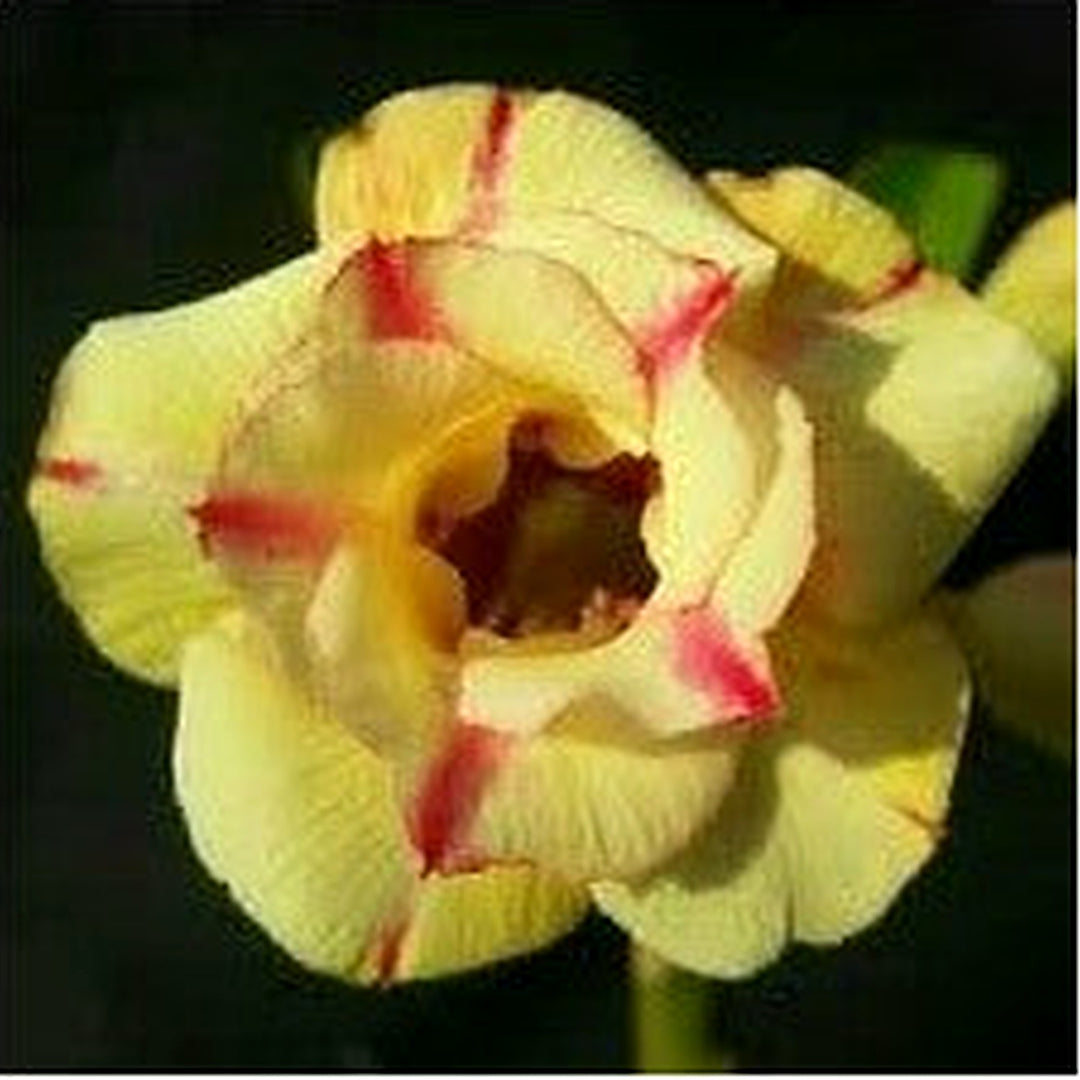 Obesum Flower Heirloom Non Gmo Planting Flower Seeds for Home Garden Planting, Landscape Organic [neera-v5-35489386789b21f74108]