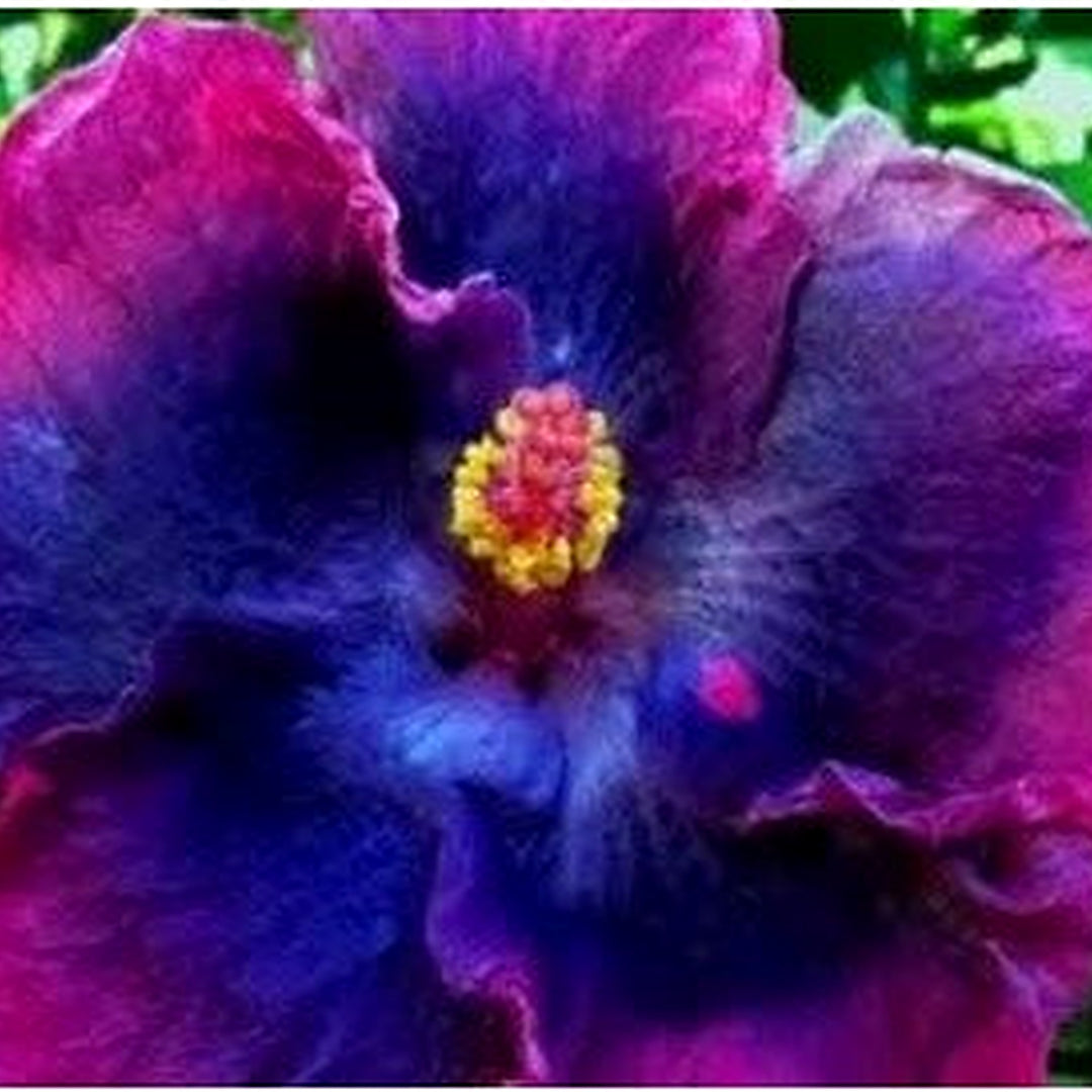 Pink Blue Mini Violet Flower Seeds for Garden Planting [neera-v5-354a188fd69da8da2e8e]