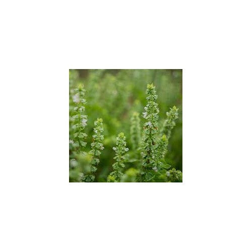 Sweet Basil Herb Seeds for Planting [neera-v5-355b4ed2eed78ff64f4a]