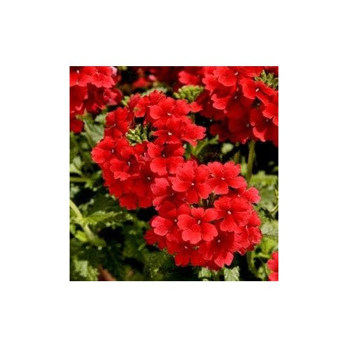 Fresh Red Verbena Heirloom Non-GMO Seeds for Planting [neera-v5-355bc66ac3c42afac4bf]