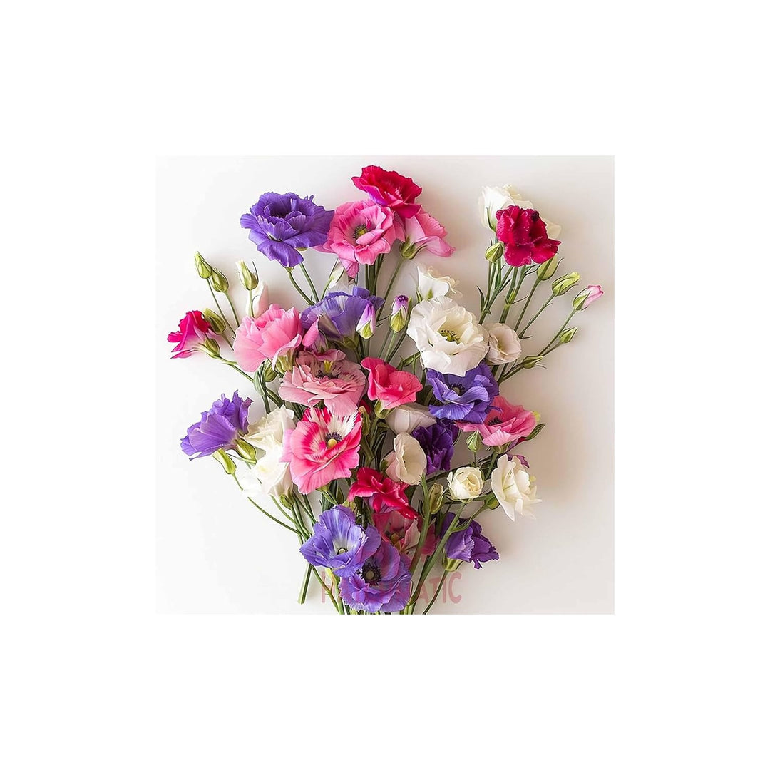 Black Lisianthus Eustoma Griflorum Pearl Flower For Planting Ideal For Ornamental Borders [neera-v5-356afcca3a94517482cf]