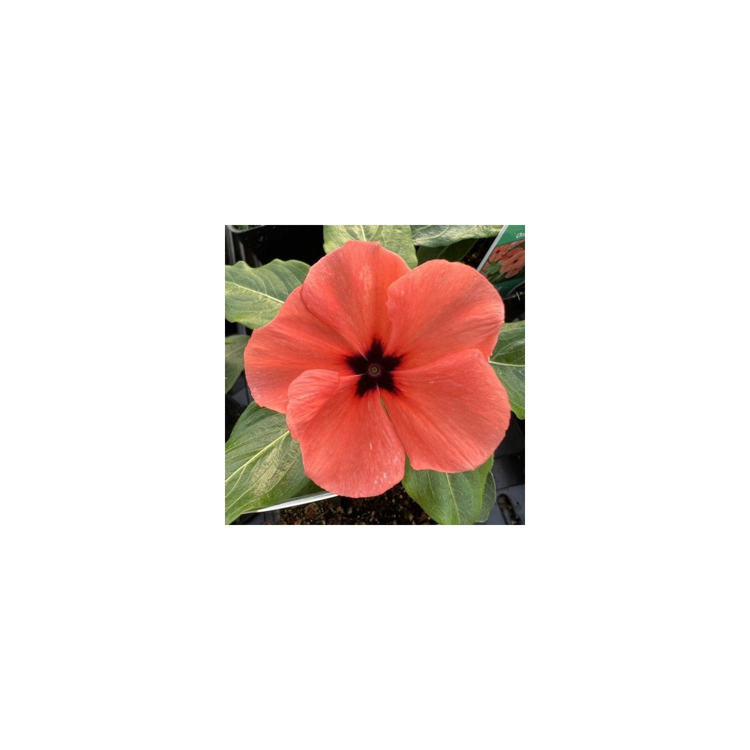 Heirloom Non Gmo Periwinkle Flower Vibrant And Low Maintenance Garden Planting Flower Seeds [neera-v5-356c00443d23d80e40e1]